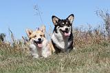 CORGI PEMBROKE 025